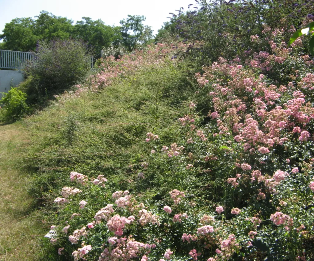 Bruno Reboussin Paysagiste Paysagiste A Saint Avertin Brunoreboussin Paysagiste Entretien Espaces Vert 7